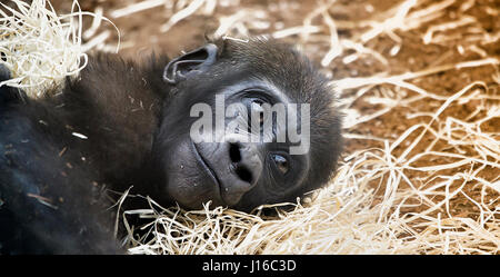 MUNICH ZOO, GERMANY: A baby gorilla looks adoringly into space.  HEART-MELTING shots of baby primates could be the cutest you’ll see this year. From a rare and adorable bald bonobo nursing on his mum to a furry gorilla baby just happy to play in a pile of straw these pint-sized apes will one day be powerful creatures – but for the moment they are little bundles of joy. Other pictures include an orang-utan baby just happy to be alive, cute bonobos and a young chimp stretching as if in a yoga pose. Newborn-obsessed photographer and animal handler Sonja Probst (46) from Bavaria took a 3,600 mile  Stock Photo