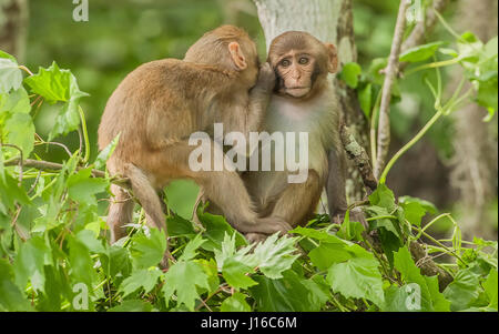 OCALA NATIONAL FOREST, FLORIDA: A MACAQUE fight started off like a Kung Fu battle before one cheeky monkey decided to lower the tone by grabbing his adversary by the CROTCH. The eye-watering sequence taken by a British photographer, shows how the pair of Rhesus macaques started the no-holds barred fight, then became distracted by another one of their troop, before making up later by whispering gently to each other. Photographer Graham McGeorge (43) originally from Dumfries in Scotland and now living in Jacksonville, Florida captured the moment while visiting the band of feral monkey that have  Stock Photo