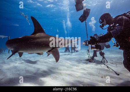 THE BAHAMAS, CARRIBEAN SEA: A SHARK scrum of brave deep sea photographers all vying for the perfect shot of these potentially lethal predators has been captured by a company CEO. Ranking as some of the world’s most feared sea beasts, these pictures show Tiger, Lemon, Caribbean Reef, Great Hammerhead, Bull and Nurse Sharks all happily swimming around and engaging with the group of fearless divers.  In particular, a Great Hammerhead can be seen posing side by side with a diver, while other sharks are totally at ease taking bait from a diver and coming in close to investigate the camera equipment Stock Photo