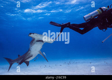 THE BAHAMAS, CARRIBEAN SEA: A SHARK scrum of brave deep sea photographers all vying for the perfect shot of these potentially lethal predators has been captured by a company CEO. Ranking as some of the world’s most feared sea beasts, these pictures show Tiger, Lemon, Caribbean Reef, Great Hammerhead, Bull and Nurse Sharks all happily swimming around and engaging with the group of fearless divers.  In particular, a Great Hammerhead can be seen posing side by side with a diver, while other sharks are totally at ease taking bait from a diver and coming in close to investigate the camera equipment Stock Photo