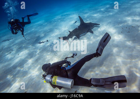 THE BAHAMAS, CARRIBEAN SEA: A SHARK scrum of brave deep sea photographers all vying for the perfect shot of these potentially lethal predators has been captured by a company CEO. Ranking as some of the world’s most feared sea beasts, these pictures show Tiger, Lemon, Caribbean Reef, Great Hammerhead, Bull and Nurse Sharks all happily swimming around and engaging with the group of fearless divers.  In particular, a Great Hammerhead can be seen posing side by side with a diver, while other sharks are totally at ease taking bait from a diver and coming in close to investigate the camera equipment Stock Photo