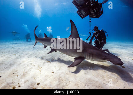 THE BAHAMAS, CARRIBEAN SEA: A SHARK scrum of brave deep sea photographers all vying for the perfect shot of these potentially lethal predators has been captured by a company CEO. Ranking as some of the world’s most feared sea beasts, these pictures show Tiger, Lemon, Caribbean Reef, Great Hammerhead, Bull and Nurse Sharks all happily swimming around and engaging with the group of fearless divers.  In particular, a Great Hammerhead can be seen posing side by side with a diver, while other sharks are totally at ease taking bait from a diver and coming in close to investigate the camera equipment Stock Photo