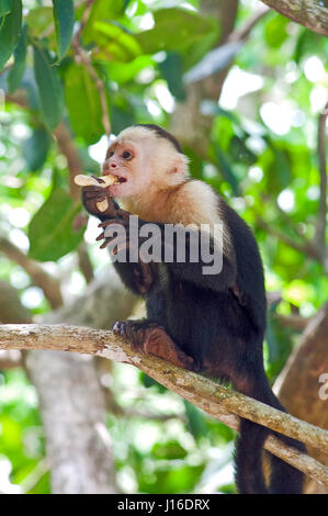 White-throated Capuchin Monkey on tree eating food at Manuel Antonio National Park, Costa Rica Stock Photo