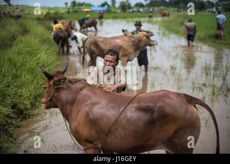 A Local Farmer Washes His Cow During The Famous Cow Race Pacu Jawi In West Sumatra, Indonesia Stock Photo