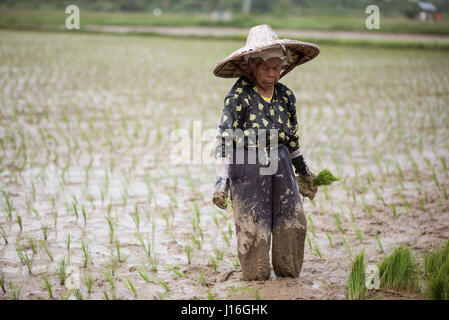 A Woman working In A Rice Field At The Harau Valley, Sumatra, Indonesia Stock Photo