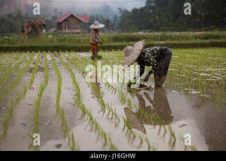 Female workers working In A Rice Field At The Harau Valley, Sumatra, Indonesia Stock Photo