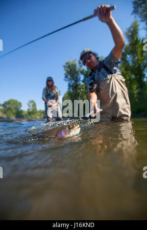 Two young rainbow or steelhead trout in a net at a fish hatchery, being  transferred to a holding or growout tank Stock Photo - Alamy