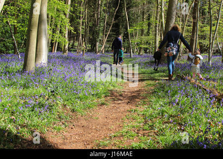 Young family walking through bluebell woods in Crowthorne, Berkshire UK Stock Photo