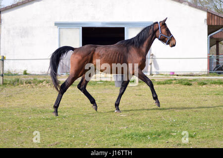 Mare trotting in a meadow in the department of Meuse in France Stock Photo
