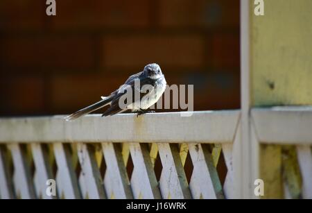 Grey fantail on a fence Stock Photo