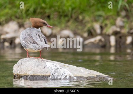 Goosander (Mergus merganser) female on rock. Sawbill duck in the family Anatidae, with crest and serated bill, on the River Taff, Cardiff, UK Stock Photo
