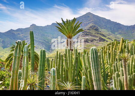 Cactus Garden landscape, Gran Canaria, Spain Stock Photo