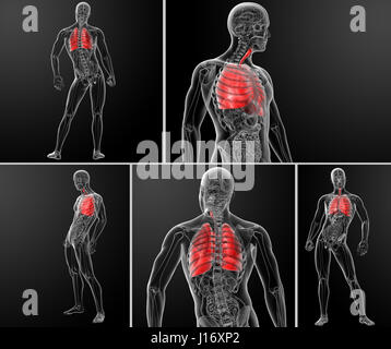 3d rendering illustration of  lung Stock Photo