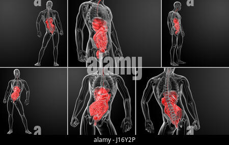 3d rendering human digestive system Stock Photo
