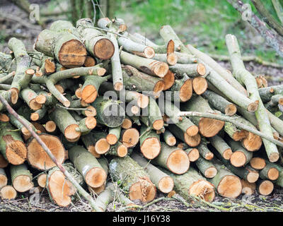 Chopped log pile in woodland Stock Photo