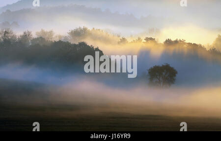 Spring Mist, trees are wet, damp fog of forest Stock Photo