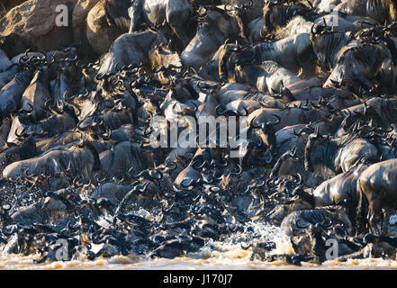 Big herd of wildebeest is about Mara River. Great Migration. Kenya. Tanzania. Masai Mara National Park. Stock Photo