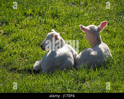 two newborn sibling lambs with pink backlit translucent ears sitting in sunlit grassy field in Cumbria England UK Stock Photo