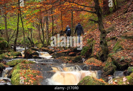 Walkers on a footpath surrounded by stunning autumn foliage in scenic Wyming Brook nature reserve in  Sheffield city's Peak District region England UK Stock Photo