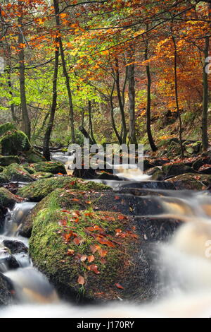 Stunning autumn foliage in woodland in the scenic Wyming Brook nature reserve in Sheffield city's Peak District, England UK