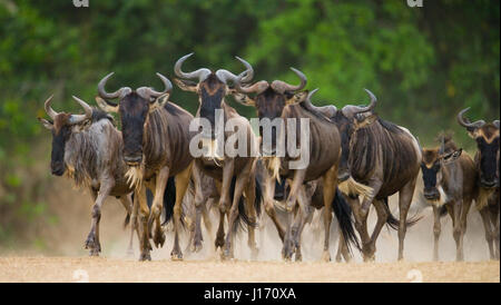 Wildebeests running through the savannah. Great Migration. Kenya. Tanzania. Masai Mara National Park. Stock Photo