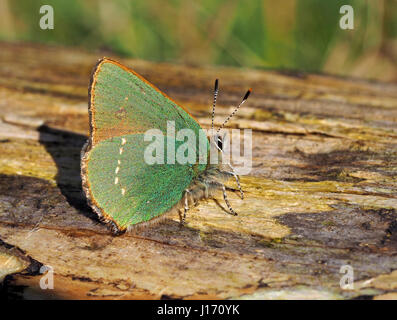 single tiny Green Hairstreak butterfly (Callophrys rubi) out and about on 2 April 2017 at Foulshaw Moss nature reserve  in Cumbria England UK Stock Photo