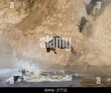 Wildebeest jumping into Mara River. Great Migration. Kenya. Tanzania. Masai Mara National Park. Stock Photo