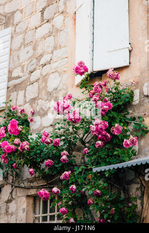 Pink climbing roses on the wall in the old town Stock Photo