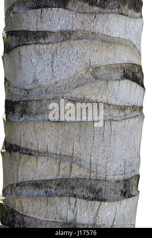 Palm tree bark close-up isolated on white background. Gray bark of tropical tree