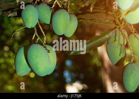 Green mango fruits hanging on tree close-up. Mango farm industry Stock Photo