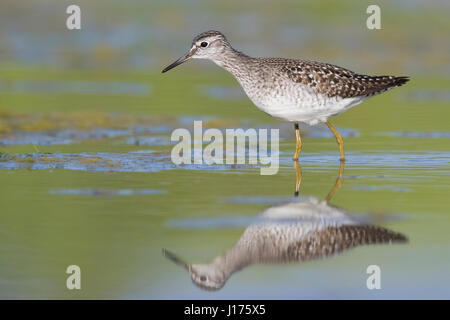 Wood Sandpiper (Tringa glareola), adult standing in a swamp Stock Photo