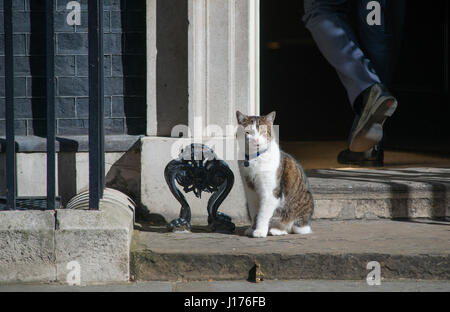 Downing Street, London UK. 18th April, 2017. Cabinet Ministers arrive for the first Tuesday morning cabinet meeting after Easter break before PM Theresa May announces a snap election for 8th June 2017. Photo: Larry the No 10 cat sits on the doorstep as Ministers arrive. Credit: Malcolm Park/Alamy Live News. Stock Photo