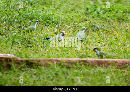 Asuncion, Paraguay. 18th Apr, 2017. Monk parakeets (Myiopsitta monachus), also known as the Quaker parrot, feed on the ground on a cloudy afternoon in Asuncion, Paraguay. Credit: Andre M. Chang/ARDUOPRESS/Alamy Live News Stock Photo