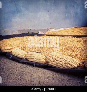 close up photo of corn cobs and corn drying on the floor Stock Photo