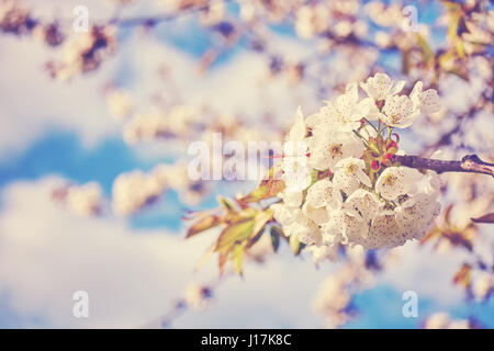 Color toned cherry blossoms, flowers against the cloudy blue sky, selective focus. Stock Photo