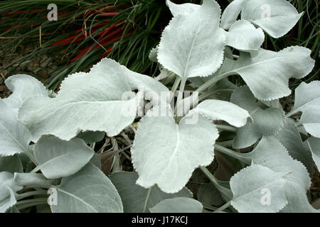 Sea cabbage (Senecio candicans) in flower. Photographed on Carcass ...