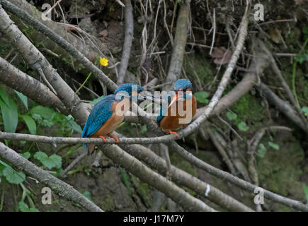 Male Common Kingfisher, Alcedo atthis, offers fish to female during courtship. Uk Stock Photo