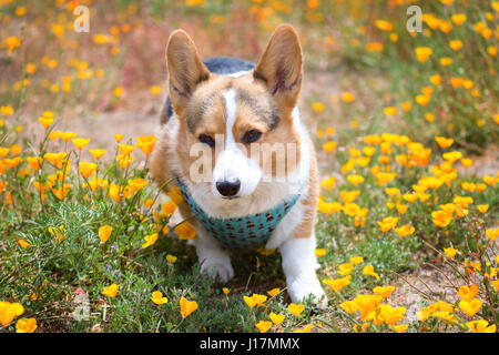 Pembroke Welsh Corgi dog playing in flowers Stock Photo