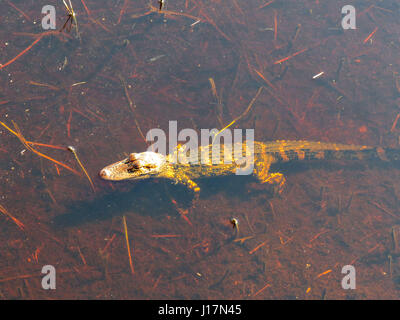 Wild baby American alligator in clear shallow water Myakka River State Park Florida Stock Photo