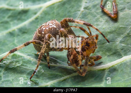 Two spiders in mating behavior Stock Photo