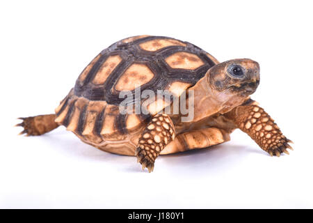 Chaco tortoise, Chelonoidis chilensis Stock Photo