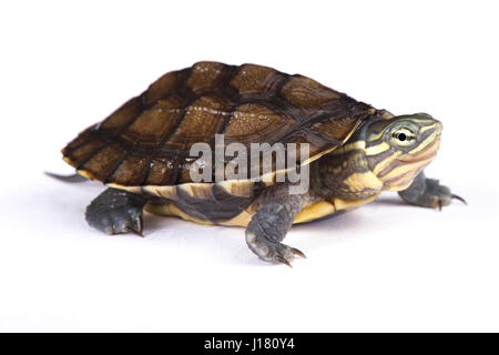 Annam leaf turtle (Mauremys annamensis) resting on a rock, occurs ...