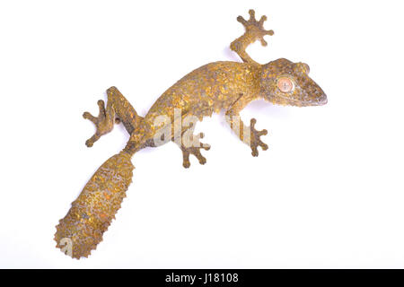 Leaf-tailed gecko, Uroplatus henkeli Stock Photo