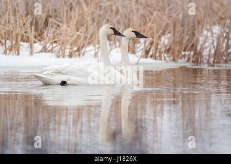 Trumpeter Swans / Trompeterschwaene ( Cygnus buccinator ) in winter, swimming along snow covered reed on a river, Grand Teton NP, USA. Stock Photo