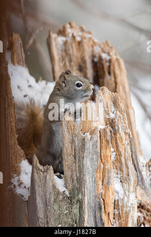 American Red squirrel /  Pine squirrel / Rothoernchen ( Tamiasciurus hudsonicus ), in winter, sitting in a snow covered tree stump, Wyoming, USA. Stock Photo