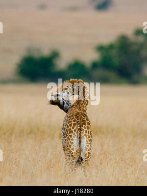 Portrait of a baby giraffe. Kenya. Tanzania. East Africa. Stock Photo