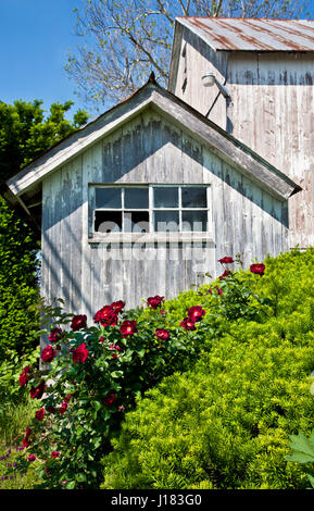 Vintage wooden garden shed and roses in garden, Lancaster County, Pennsylvania, Usa, pt, garden shed spring pt close up, Amish farm, potting shed tool Stock Photo