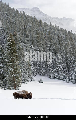 American bison / Amerikanischer Bison ( Bison bison ), bull in winter, surrounded by snow covered mountains, Yellowstone NP, USA. Stock Photo