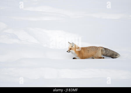 American Red Fox / Amerikanischer Rotfuchs ( Vulpes vulpes fulva ) in winter, running through deep snow, Yellowstone NP, Wyoming,USA. Stock Photo