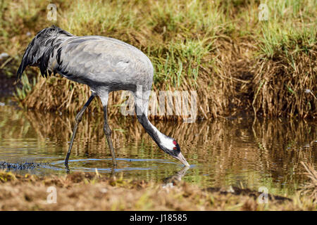 Eurasian crane Stock Photo